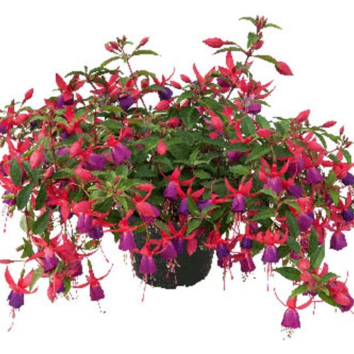 Fuchsia 'SHADOW DANCER Nadia' - Fuksia 'SHADOW DANCER Nadia' P9/0,55L